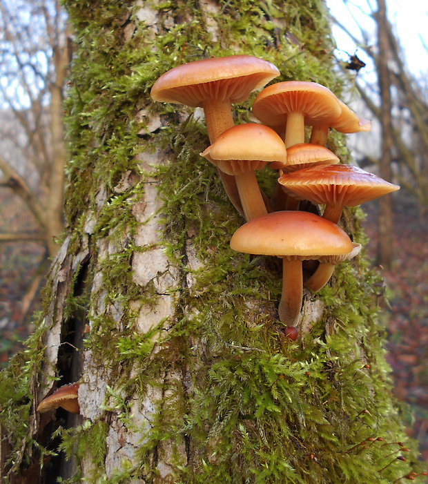 plamienka Flammulina sp.