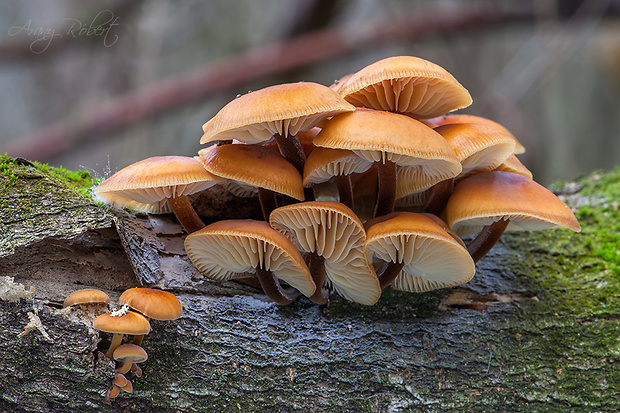 plamienka Flammulina sp.