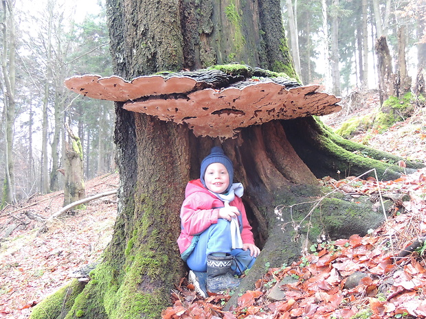 lesklokôrovka plochá Ganoderma applanatum (Pers.) Pat.