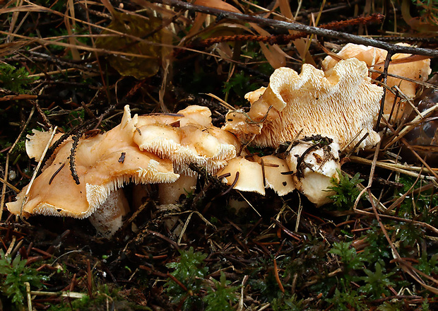 jelenka poprehýbaná Hydnum repandum L.