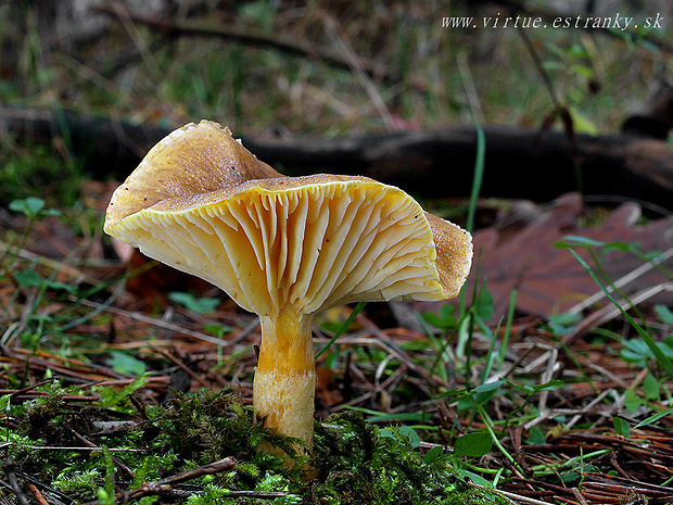 šťavnačka mrazová Hygrophorus hypothejus (Fr.) Fr.