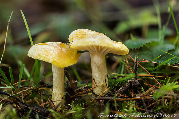 šťavnačka smrekovcová Hygrophorus lucorum Kalchbr.