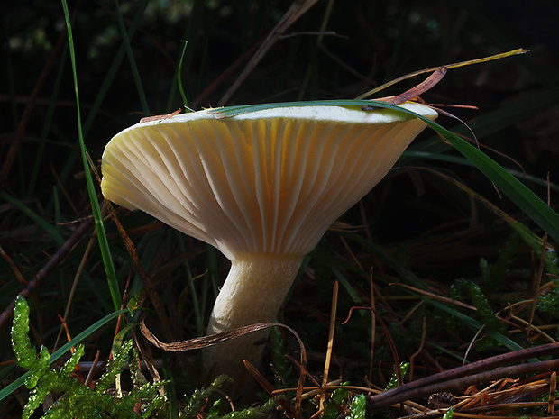 šťavnačka smrekovcová Hygrophorus lucorum Kalchbr.