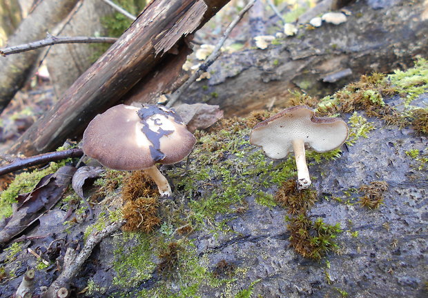 trúdnik zimný Lentinus brumalis (Pers.) Zmitr.