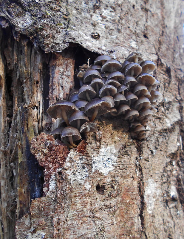 prilbička hnedosivá Mycena tintinnabulum (Paulet) Quél.