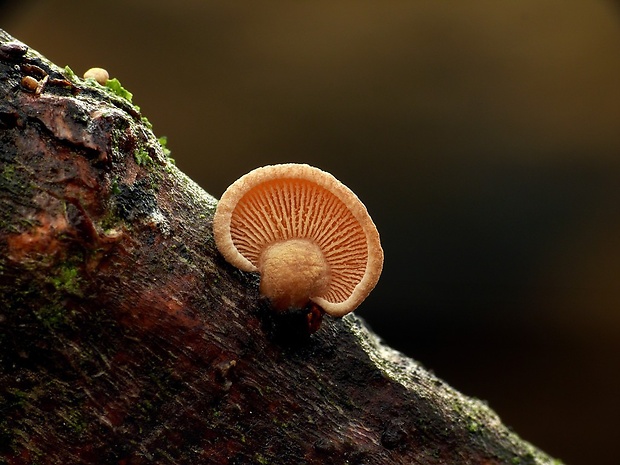 pňovka obyčajná Panellus stipticus (Bull.) P. Karst.