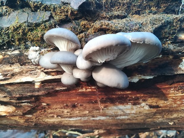 hliva ustricovitá Pleurotus ostreatus (Jacq.) P. Kumm.