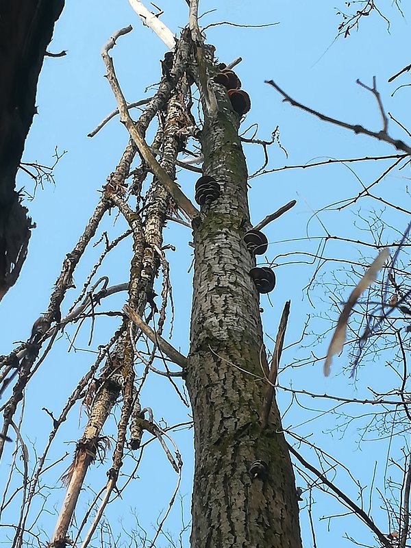 hliva ustricovitá - biotop  Pleurotus ostreatus (Jacq.) P. Kumm.