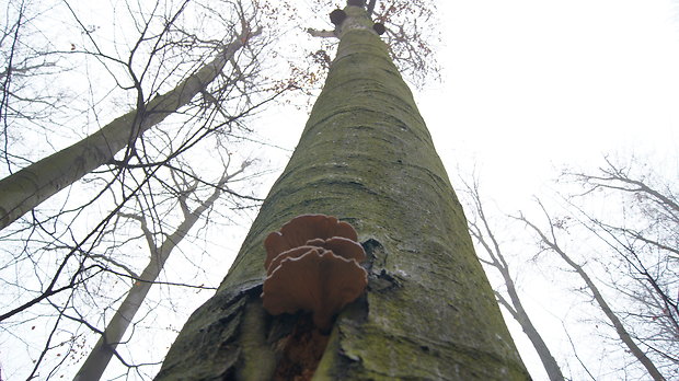 hliva ustricovitá Pleurotus ostreatus (Jacq.) P. Kumm.