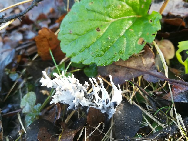 drevnatec parohatý Xylaria hypoxylon (L.) Grev.