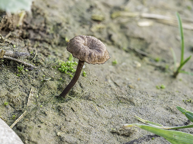 kalichovka Arrhenia cf. rustica (Fr.) Redhead, Lutzoni, Moncalvo & Vilgalys