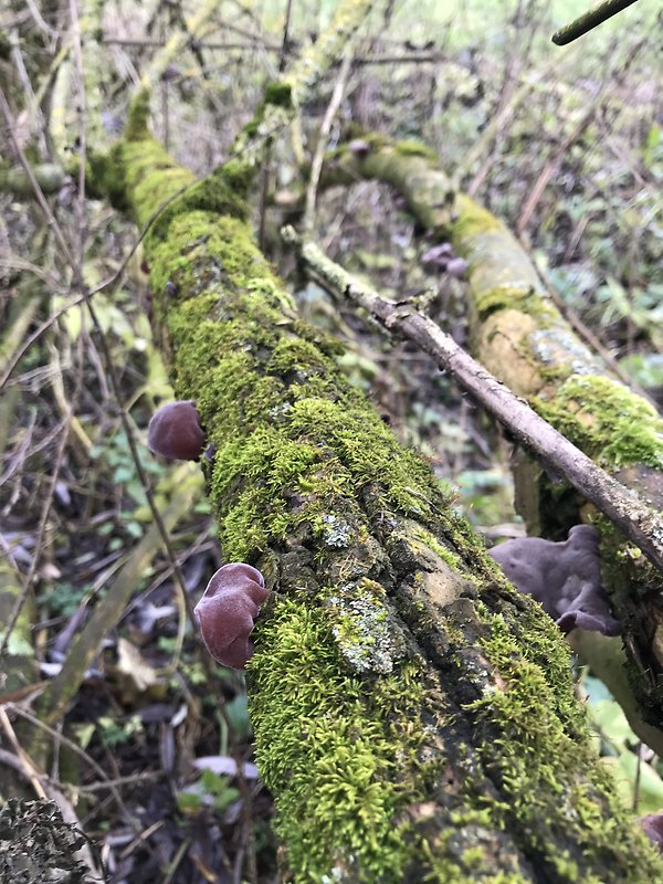 uchovec bazový Auricularia auricula-judae (Bull.) Quél.