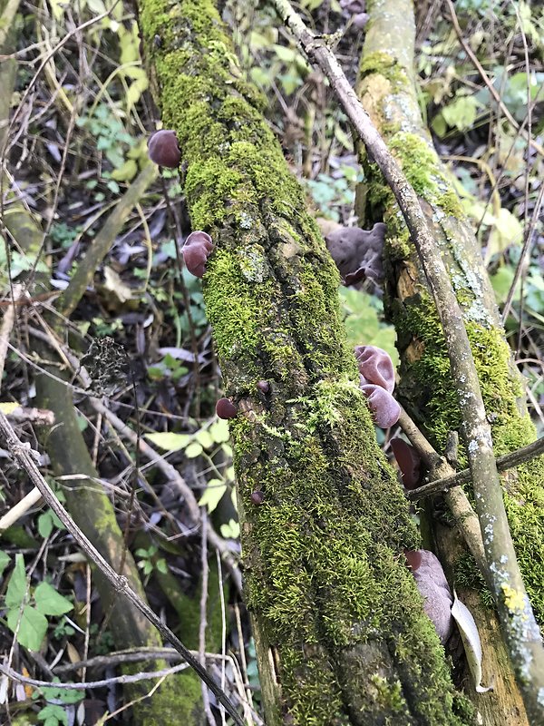 uchovec bazový Auricularia auricula-judae (Bull.) Quél.