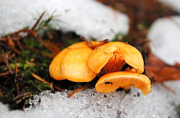 líška oranžová Hygrophoropsis aurantiaca (Wulfen) Maire