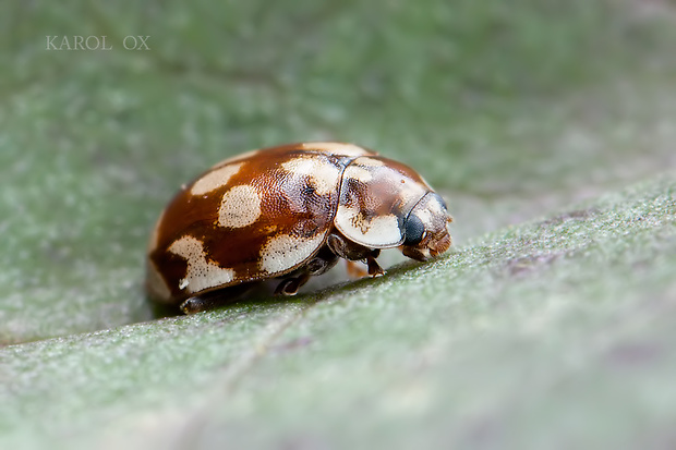 lienka Myrrha octodecimguttata