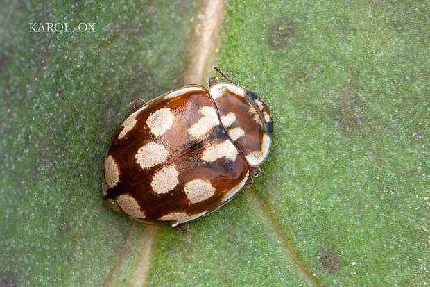 lienka Myrrha octodecimguttata