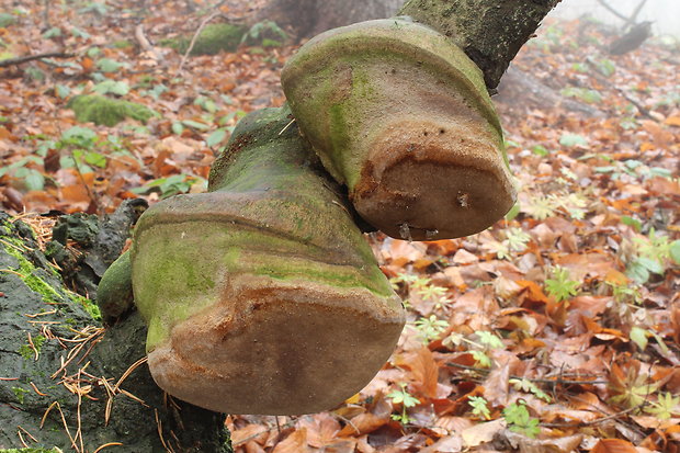 ohňovec Hartigov  Phellinus hartigii (Allesch. & Schnabl) Pat.