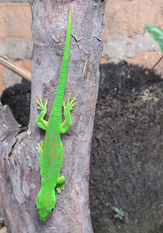 felzúma madagaskarská Phelsuma madagascariensis