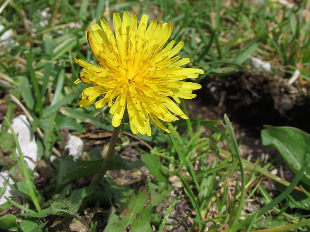 púpava Taraxacum sect. Ruderalia Kirschner, H. Øllgaard et Štěpánek