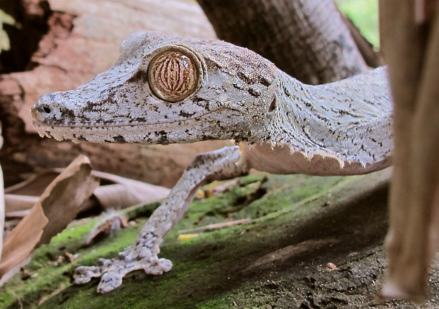 gekón Uroplatus fimbriatus