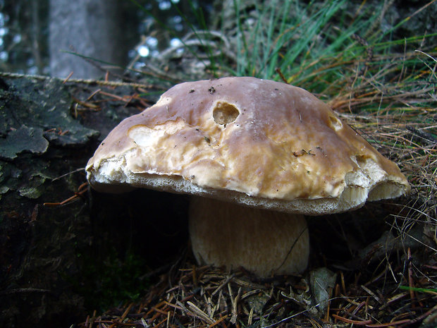 hríb smrekový Boletus edulis Bull.