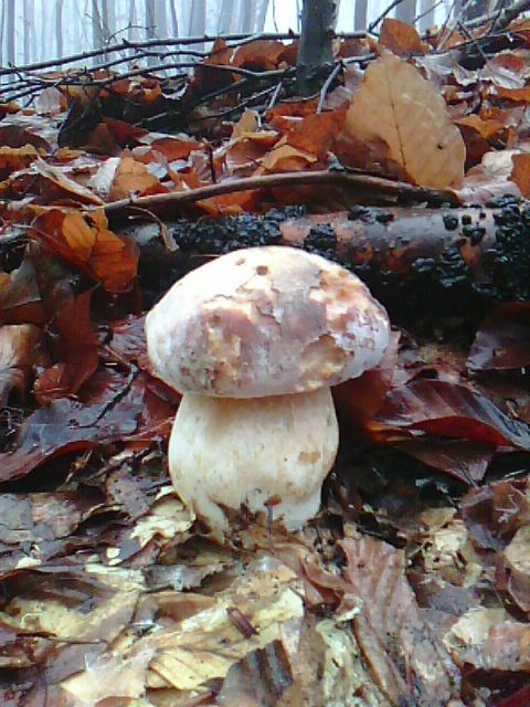 hríb sosnový Boletus pinophilus Pil. et Dermek in Pil.