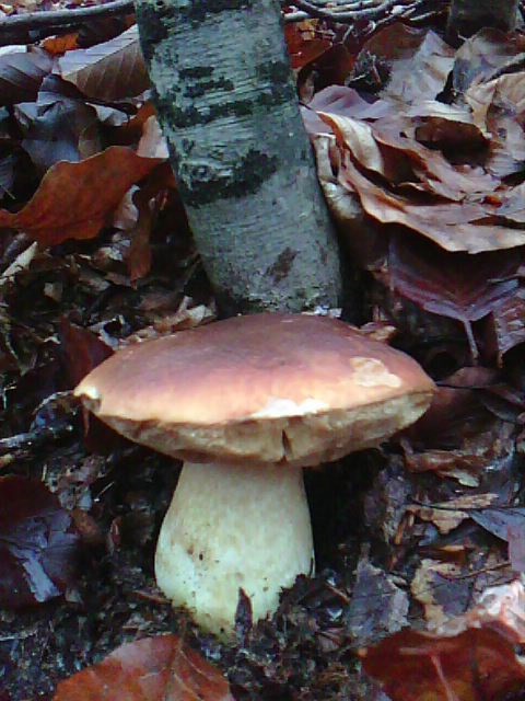 hríb sosnový Boletus pinophilus Pil. et Dermek in Pil.