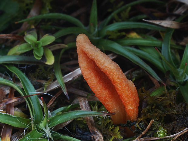 žezlovka hmyzová Cordyceps militaris (Fr.) Link