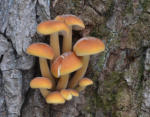 plamienka Flammulina sp.