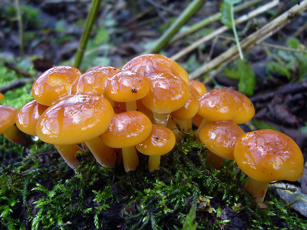 plamienka Flammulina sp.