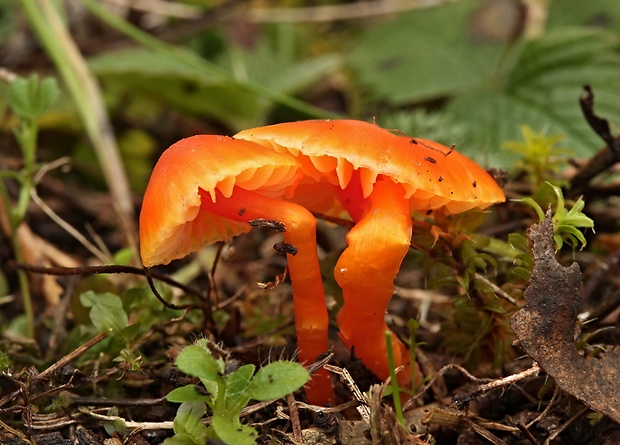 lúčnica vápnomilná Hygrocybe calciphila Arnolds