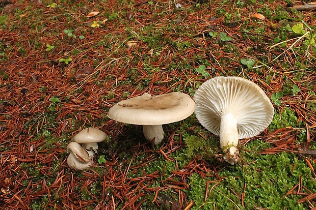 šťavnačka bodkovaná Hygrophorus pustulatus (Pers.) Fr.