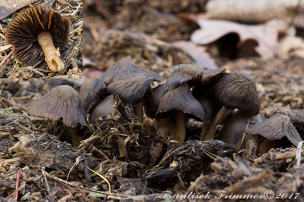 prilbička?  Mycena sp.