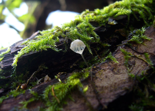 prilbička Mycena sp.