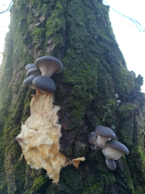 hubársky úlovok - hliva ustricovitá Pleurotus ostreatus (Jacq.) P. Kumm.