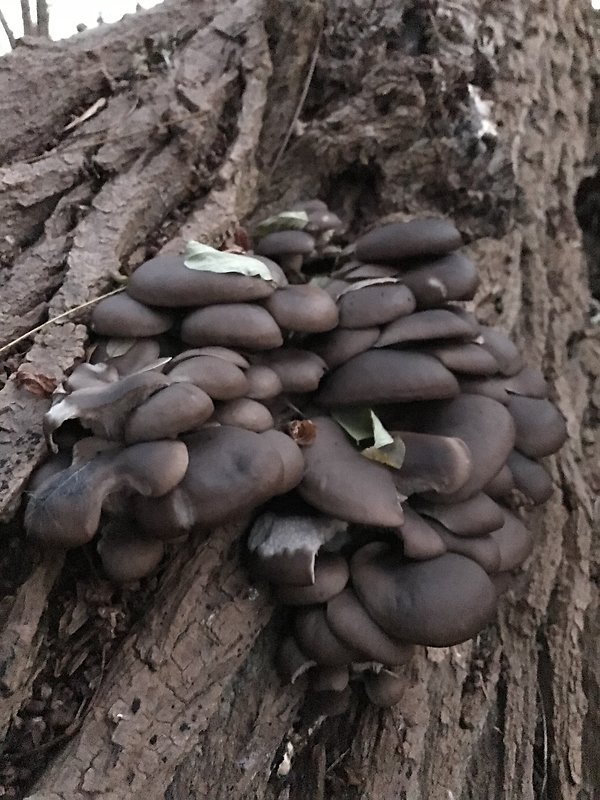 hliva ustricovitá Pleurotus ostreatus (Jacq.) P. Kumm.