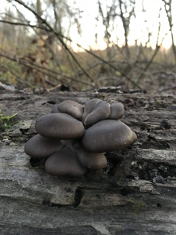 hliva ustricovitá Pleurotus ostreatus (Jacq.) P. Kumm.