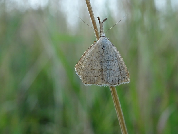 pamora hmatadlová Polypogon tentacularia