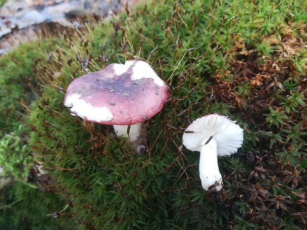 plávka Russula sp.