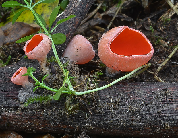 ohnivec Sarcoscypha sp.