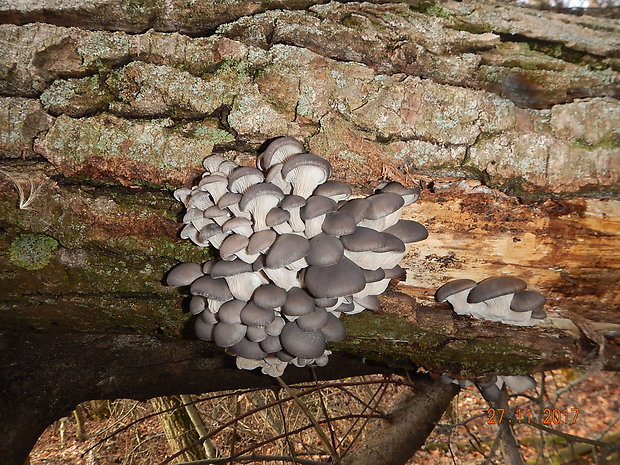 hliva ustricovitá Pleurotus ostreatus (Jacq.) P. Kumm.