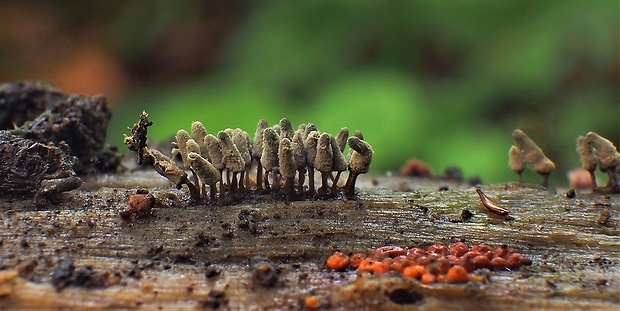 mištička Arcyria sp.