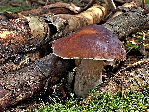 hríb smrekový Boletus edulis Bull.