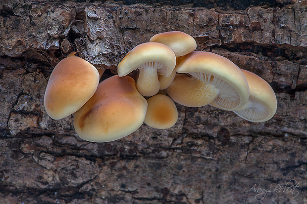 plamienka Flammulina sp.