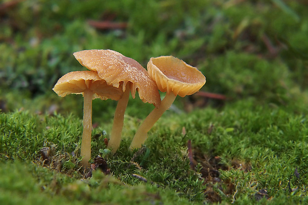 kapucňovka hladká Galerina graminea (Velen.) Kühner