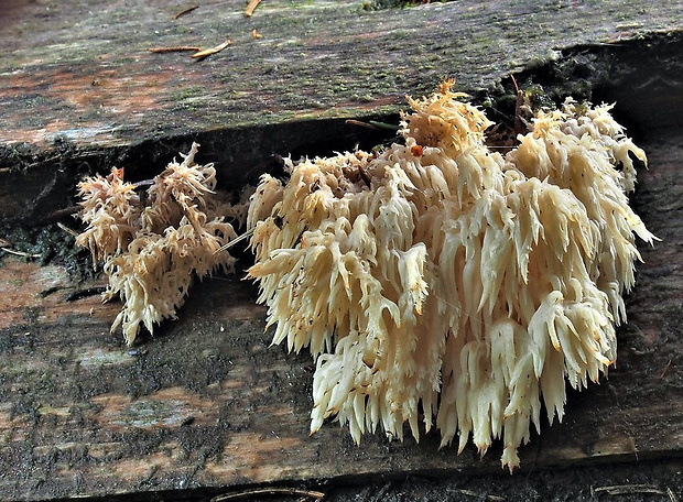 koralovec jedľový? Hericium alpestre Pers.