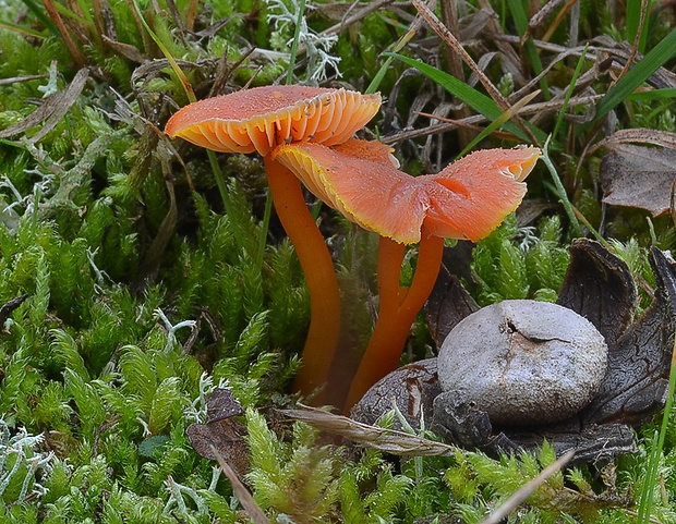 lúčnica Hygrocybe sp.