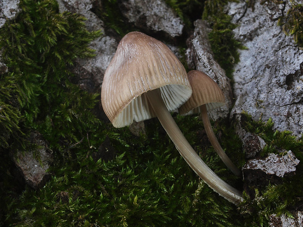 prilbička ryhovaná Mycena polygramma (Bull.) Gray