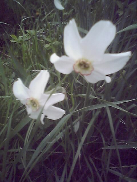 narcis biely Narcissus poëticus L.