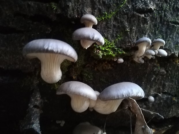 hliva ustricovitá Pleurotus ostreatus (Jacq.) P. Kumm.